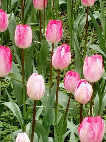 重庆地区郁金香的花期一般有多长,郁金香冬天开花后春天还能再开吗