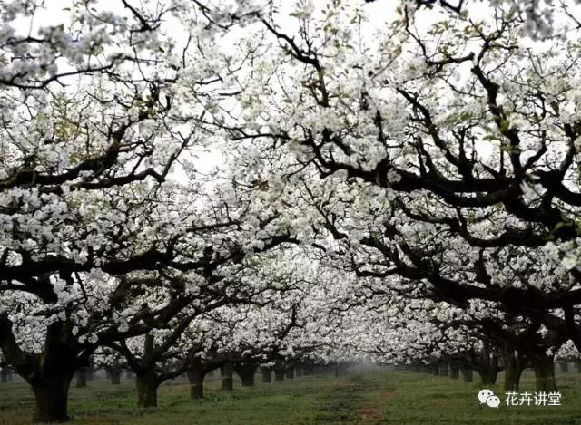 择一片花海，定三生情缘