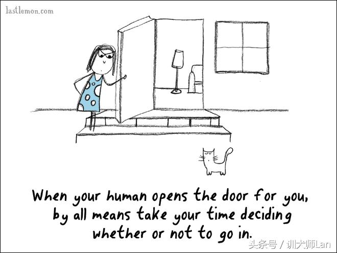 模拟猫咪攻略,驯服猫咪攻略