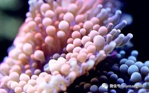 海缸磷酸盐导致褐藻产生原因,海水缸测水质