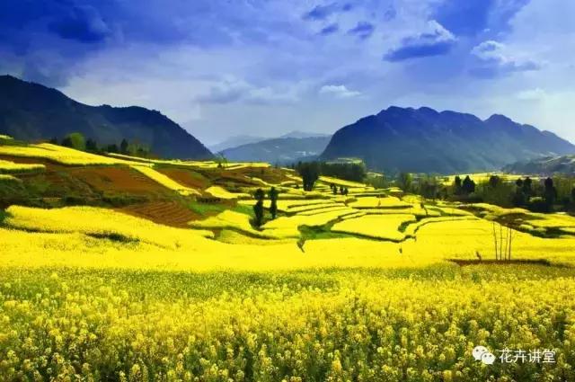 择一片花海，定三生情缘