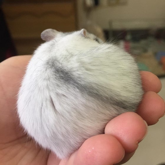 仓鼠日常吃成一只小肥鼠,仓鼠为什么会吃自己生的小仓鼠