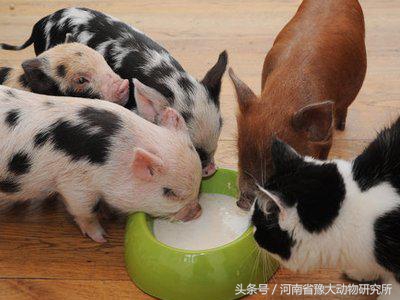 仔猪补铁的不良反应,哺乳仔猪补铁过敏反应及治疗