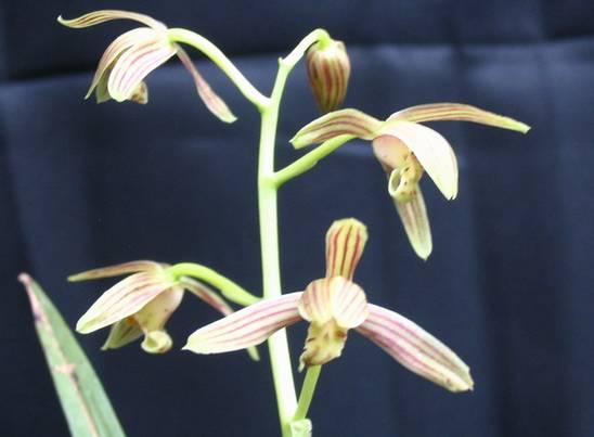 云南兰花名贵品种图片介绍,云南兰花老品种有哪些图片