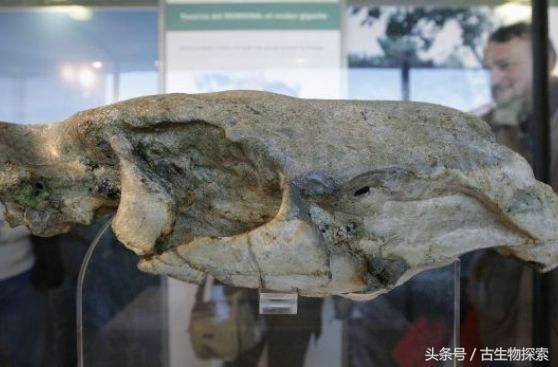 历史上几百万年前南美洲巨鼠,史前生物巨鼠