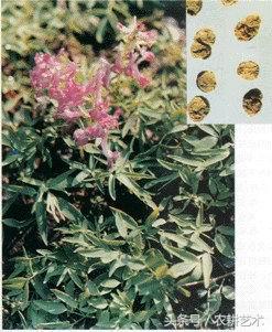 手绘中草药图谱,东北中草药图谱