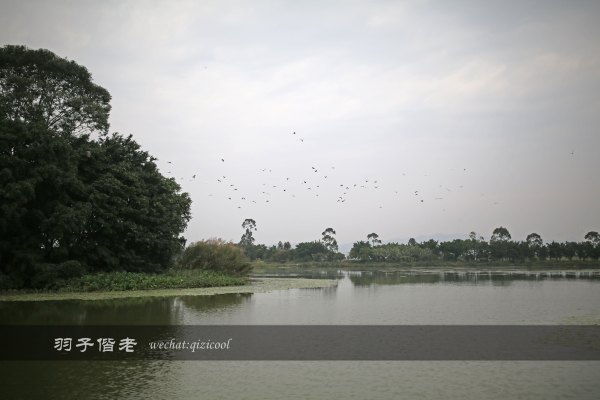 居于涟岸隐于湖,到肇庆体验离尘不离城的精致慢生活