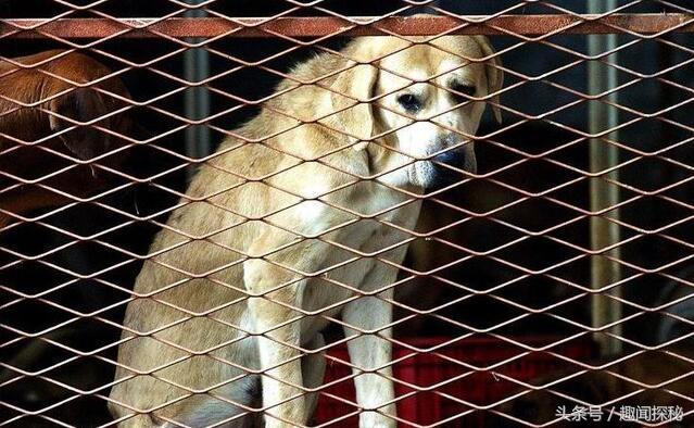 越南狗肉一条街,越南狗市全过程