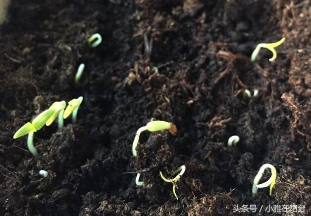 营养土可以种花吗怎么配制,想种花但是没有花盆怎么办