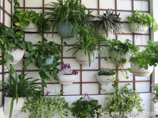 遗憾没有阳光?背阴阳台也能打造幽静绿色花园