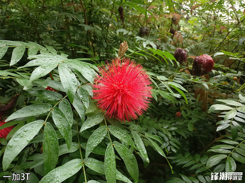 荣耀v9和一加3t哪个性能好,荣耀v9和一加3t哪个好玩