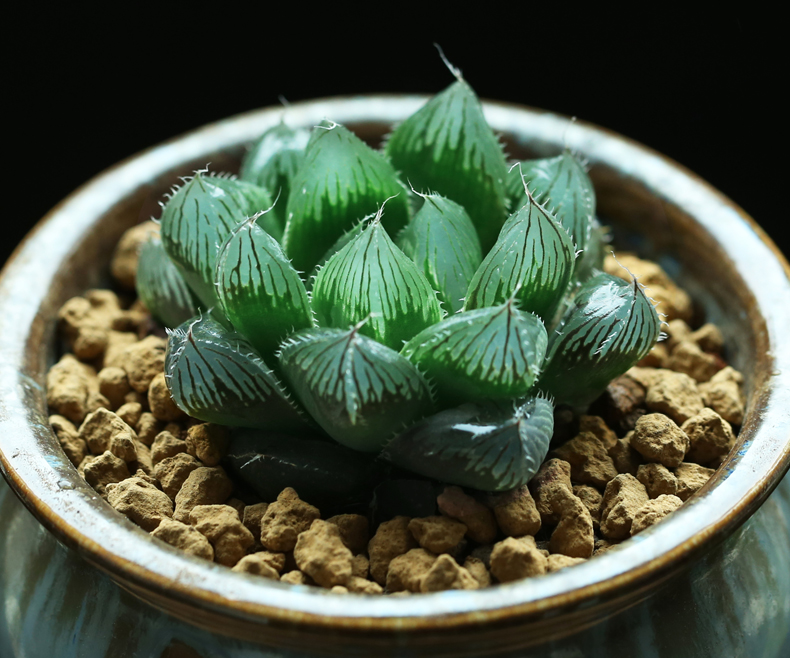 多肉修根用什么土好养活,多肉修根上盆多久可浇水