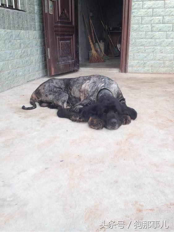 藏獒是不是对主人很温顺,藏獒忠诚护主吗