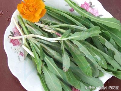 终于到了万物苏醒的春天,农家的野菜等着端上你家的餐桌(二)