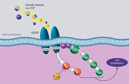egfr原发耐药和继发耐药如何定义 (egfr耐药后的治疗指南)