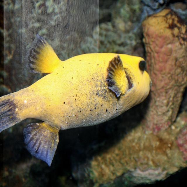 吃河豚怎么样才能不中毒,冒死吃河豚的正确方法