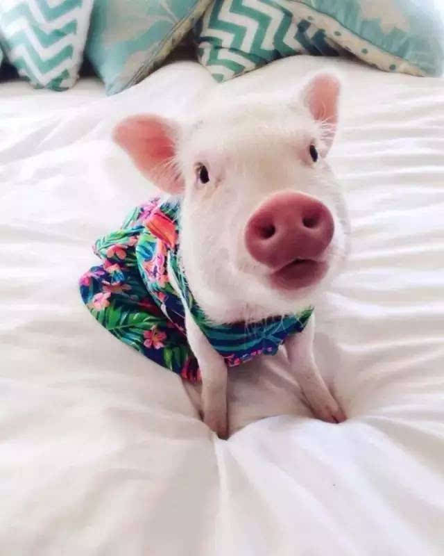 迷你猪好养吗,迷你香猪真的长不大嘛