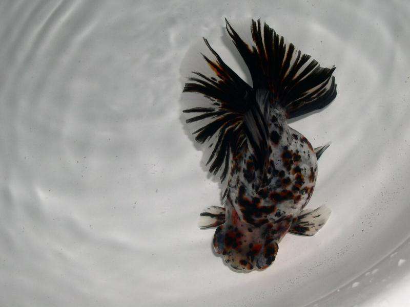 最好养的五种金鱼品种有哪些,金鱼什么品种又大又好看又养不死