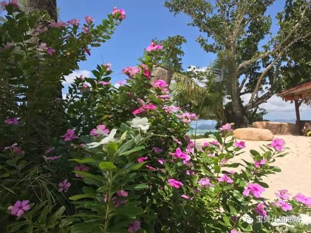 塞舌尔游记,塞舌尔埃及