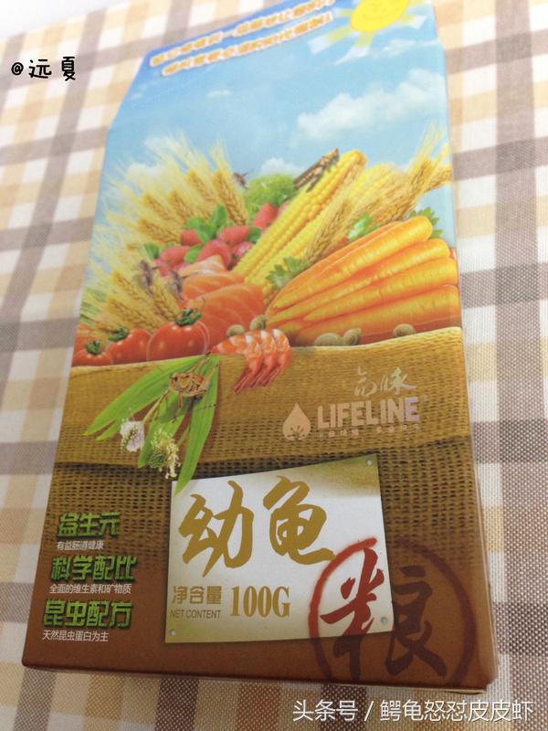 各种宠物龟饲养方法大全,宠物龟超容易养活饲养指南多图