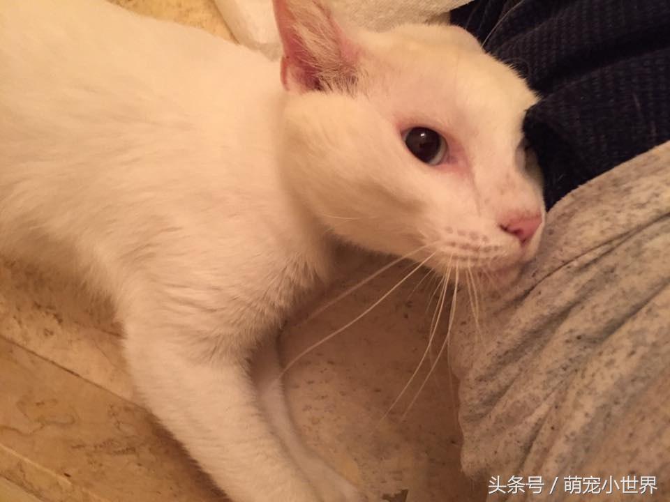 猫咪耳朵眼睛都结痂后看不见,治疗完一开眼才发现它是无价之宝