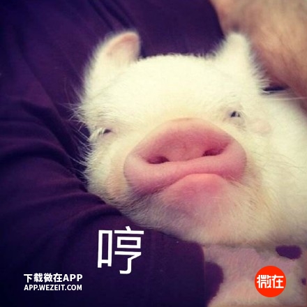 可以当宠物养的猪,猪当宠物养