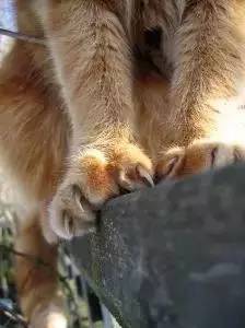 桃花岛稀有宝箱,桃花岛特色物品