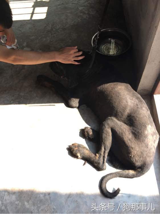 藏獒是不是对主人很温顺,藏獒忠诚护主吗