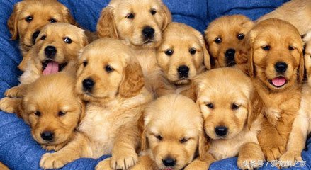 怎样挑选纯种金毛犬避免上当,怎么挑选金毛犬好看