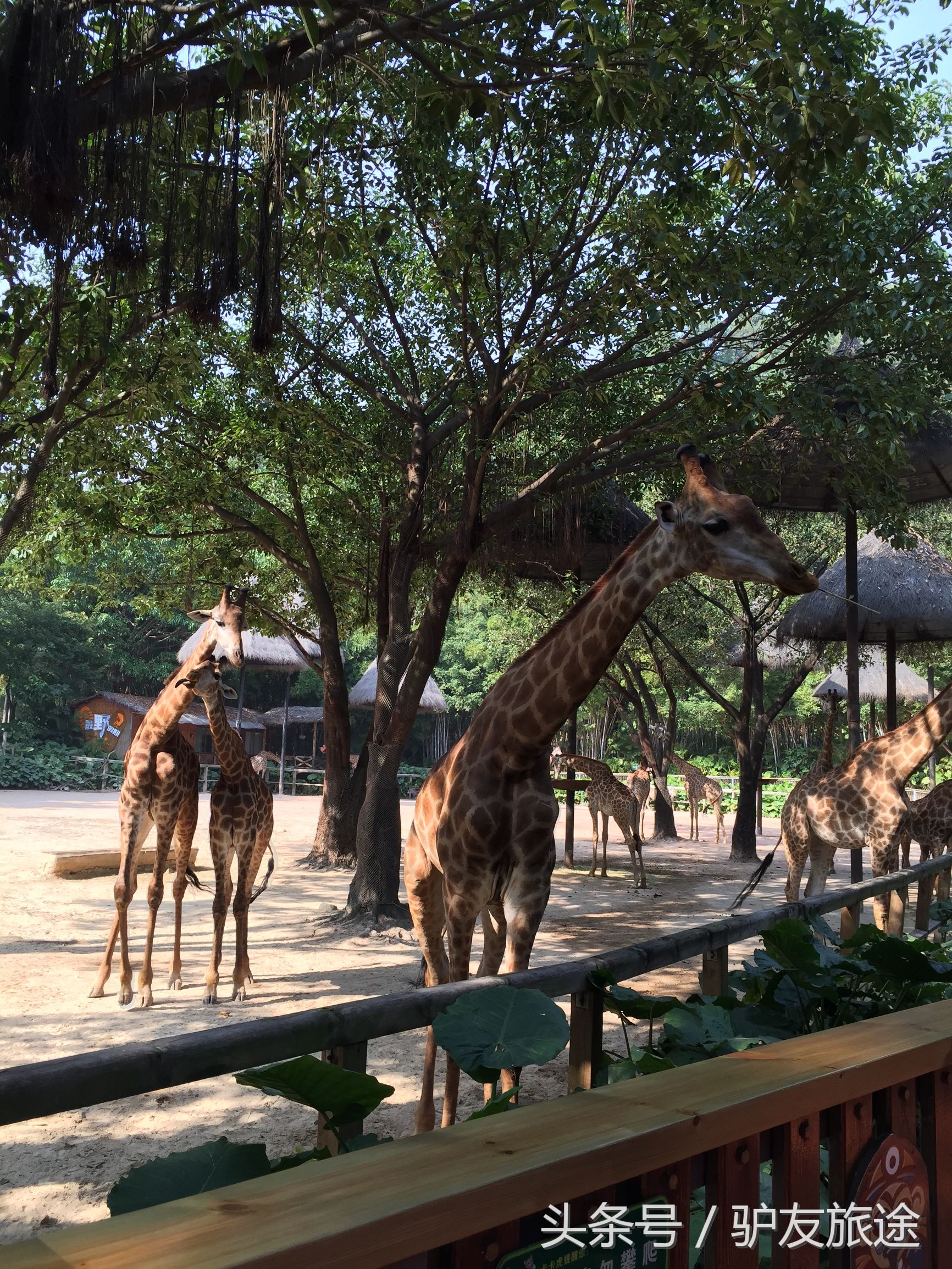 广州长隆亲子游旅行攻略,广州长隆4园2天1夜亲子游攻略