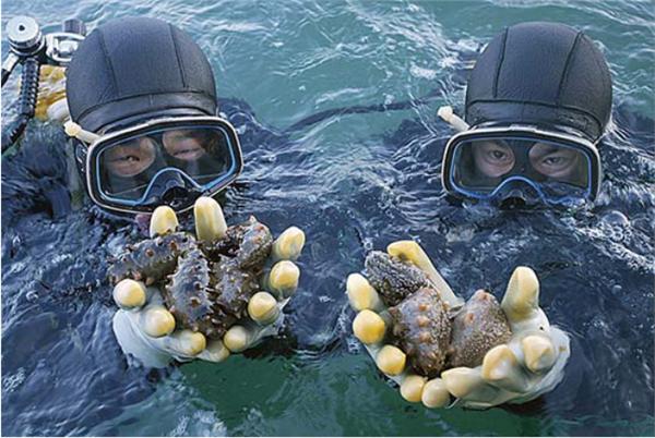 大连市海参商会,大连海参商会诚信联盟会长