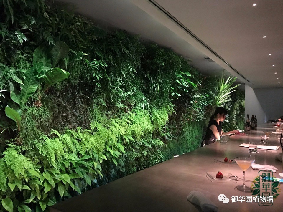 养花养眼养心解乏,卧室养花推荐高级植物