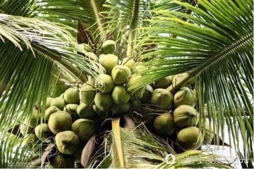 越南特产水果 (广西水果和越南水果)