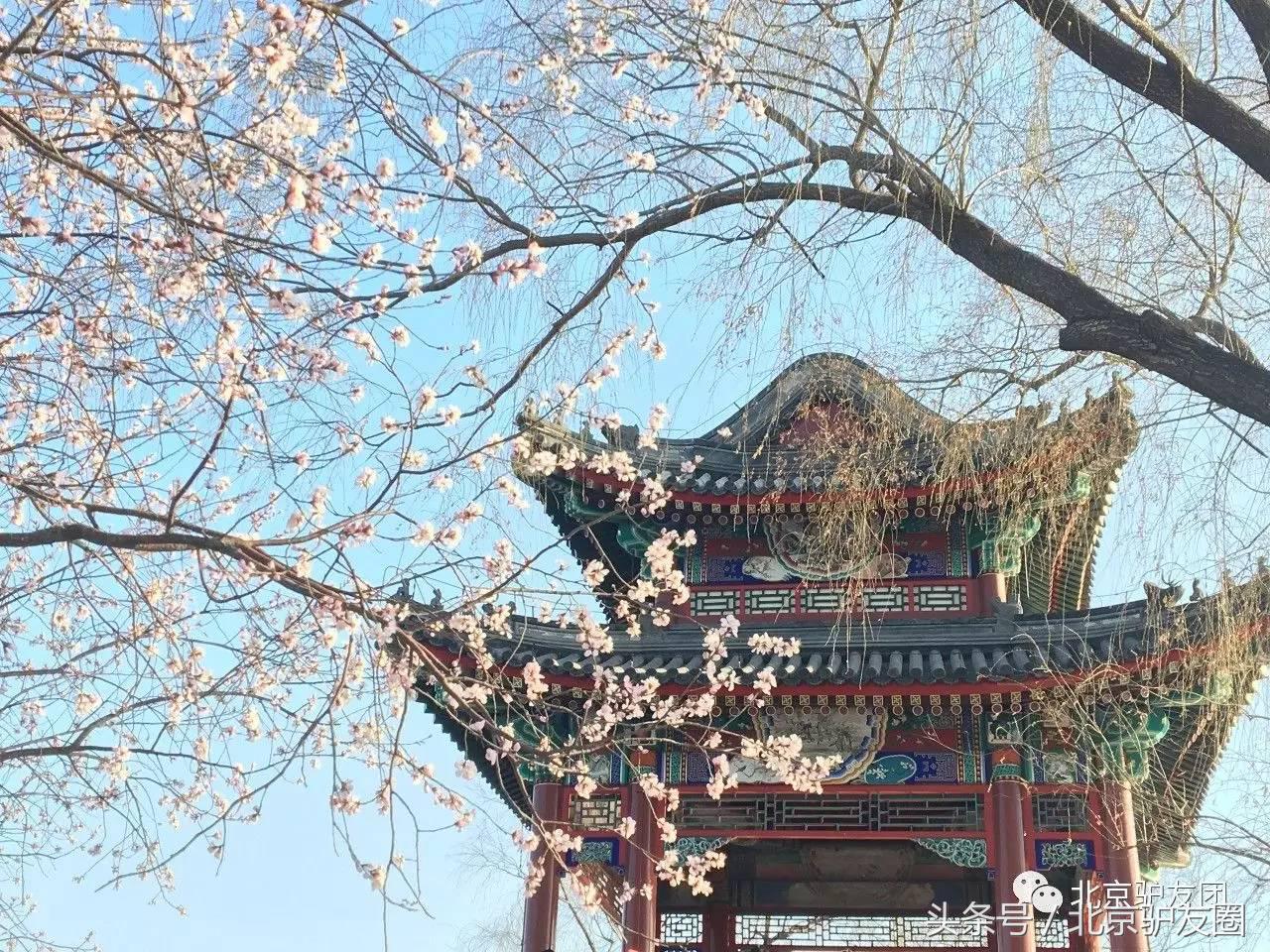 颐和园最美人间四月天,颐和园最美紫色花海