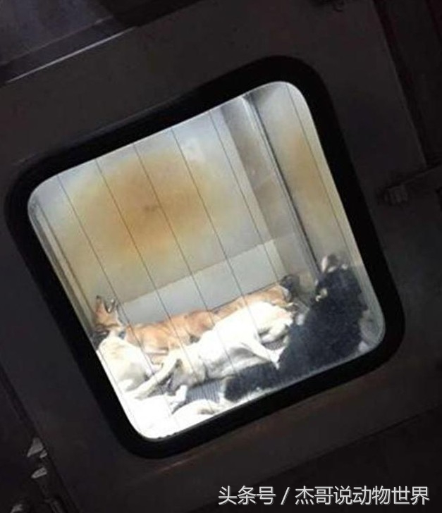 韩国人用气体将狗狗安乐死，死的这么痛苦请问是安乐死吗？