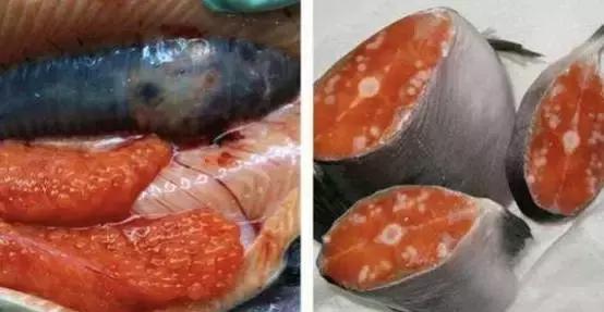 日本核污染食品朋友圈,无印良品食材是有核辐射吗