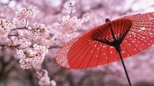 日本樱花哪款好看,日本值得买的樱花