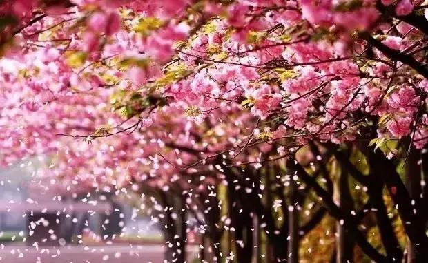 沪上樱花在哪里,沪上赏花