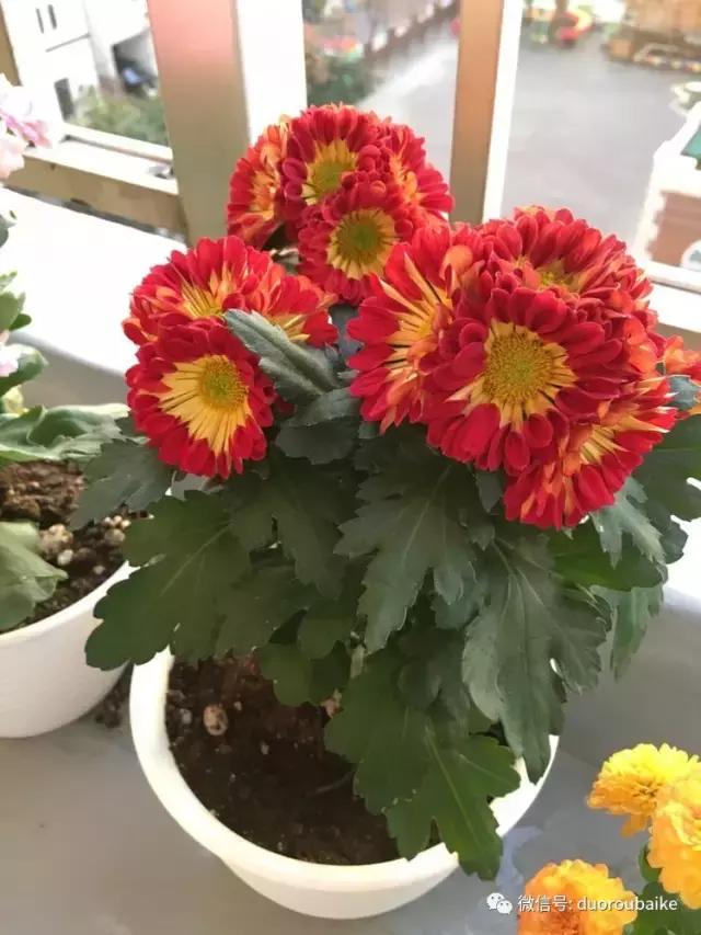 日本最好的多肉大棚,走进日本北海道