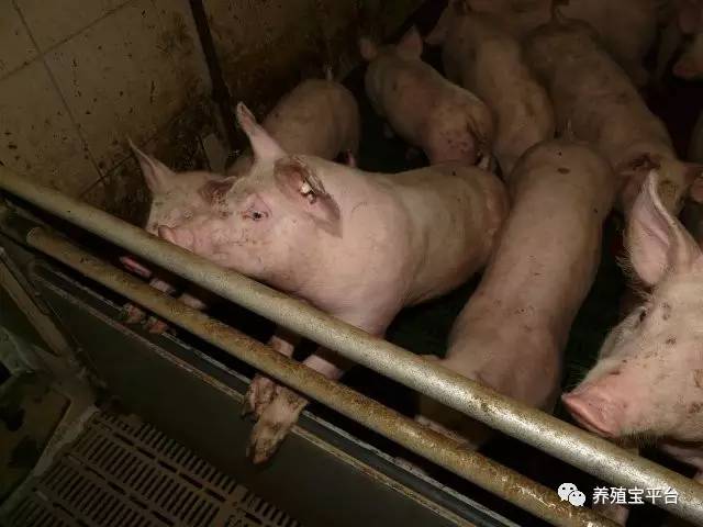 与猪的“亲密接触”要注意什么：给药、灌肠、保定、注射等