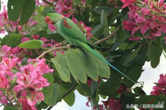 亚历山大鹦鹉都会说话吧,亚历山大鹦鹉怎么分品种