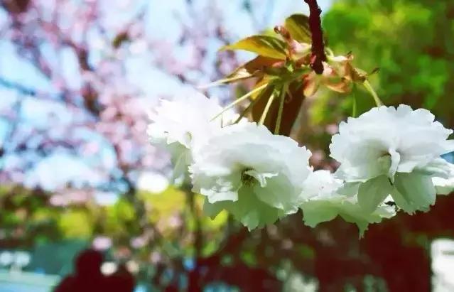 沪上樱花在哪里,沪上赏花