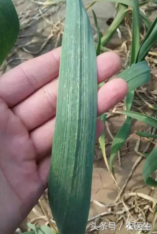 白菜被虫子咬怎么治,新种的白菜被虫咬怎么办