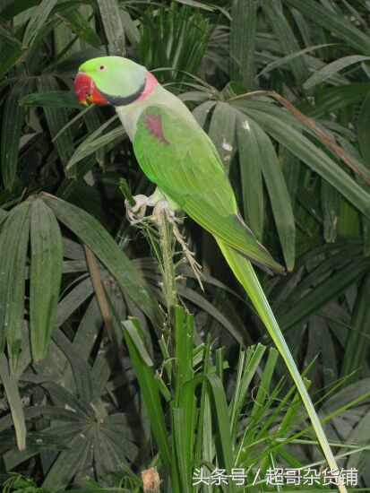 亚历山大鹦鹉都会说话吧,亚历山大鹦鹉怎么分品种
