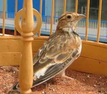 贝勒手中的三样东西,贝勒爷手里三件宝电视剧