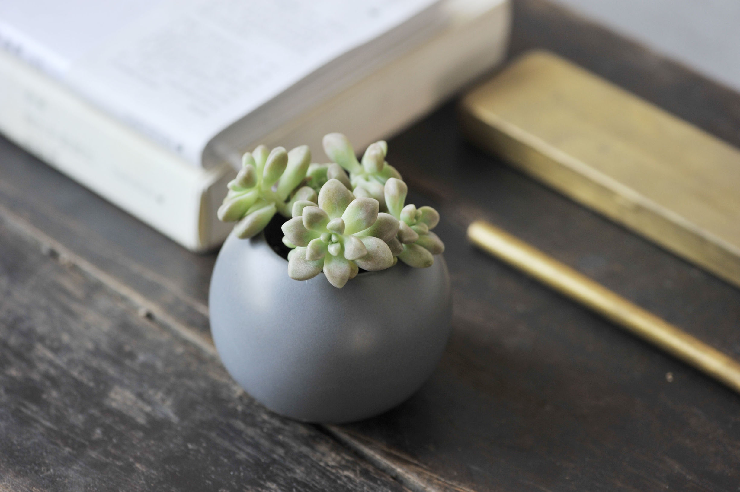 多肉修根用什么土好养活,多肉修根上盆多久可浇水