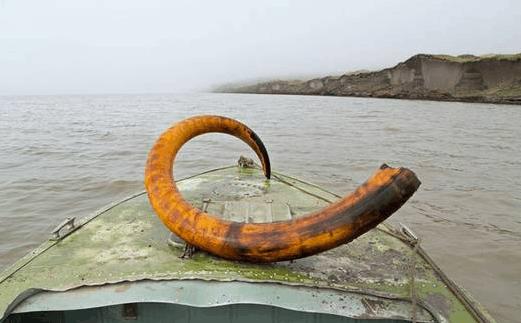 俄罗斯挖猛犸象牙视频 (俄罗斯开采猛犸象牙吗)