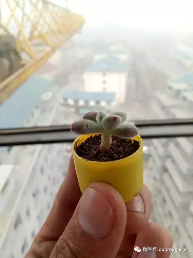 爱上多肉爱上生活,爱上多肉深似海