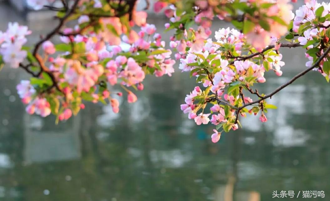 花的海洋让人心情愉悦,花的海洋真实图片大全