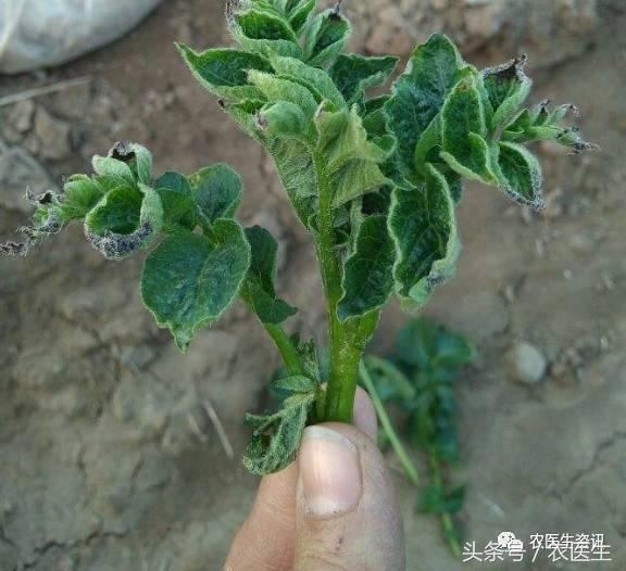 白菜被虫子咬怎么治,新种的白菜被虫咬怎么办